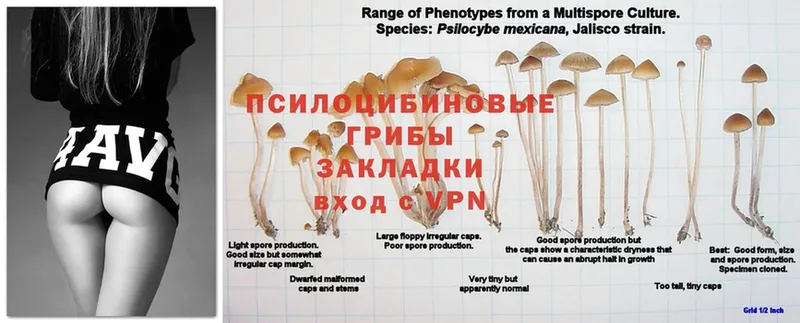 Псилоцибиновые грибы Magic Shrooms  что такое   Ногинск 